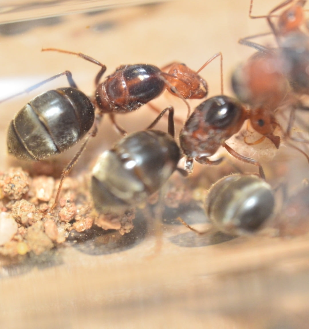 Myrmecocystus semirufus honeypot ant queen — Royal Chamber Ants