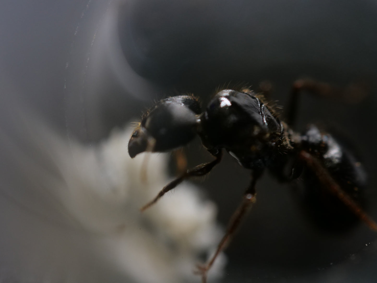 Pheidole rhea colony with brood — Royal Chamber Ants