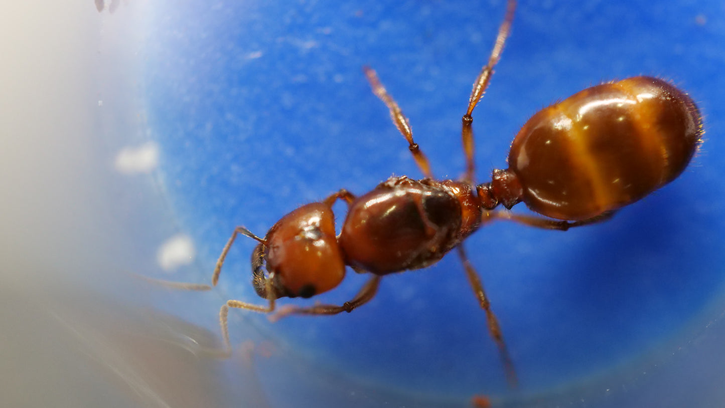 Queen founding her colony pheidole