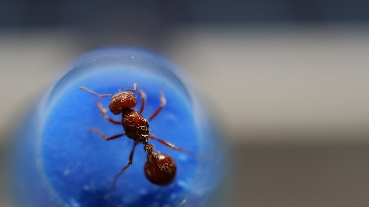 Pogonomyrmex badius (Florida Harvester Ant)