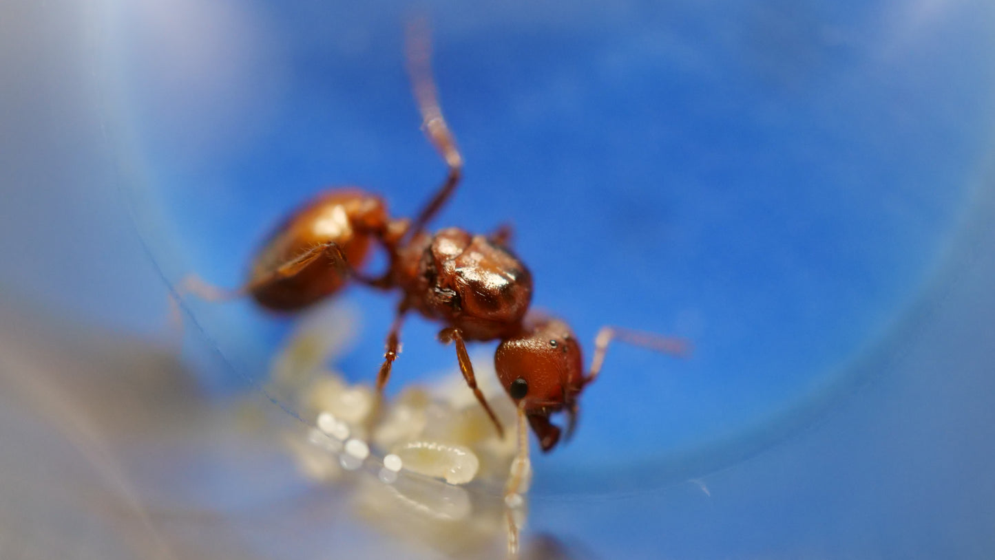 Pheidole obtusospinosa (Desert Big-Headed Ant)