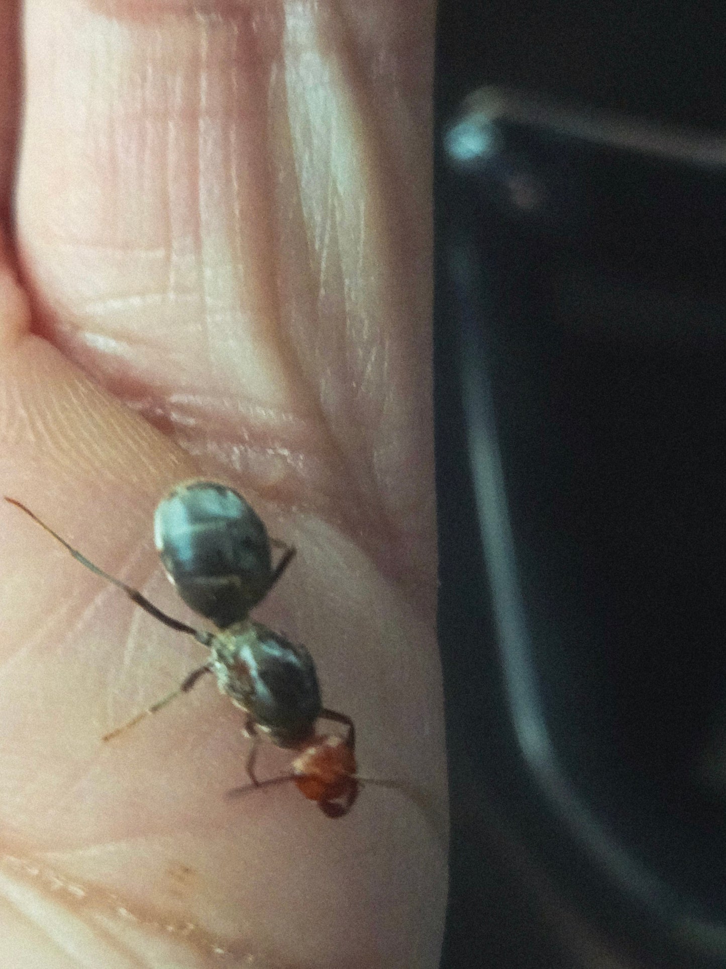 Cherry Red honey pot ant