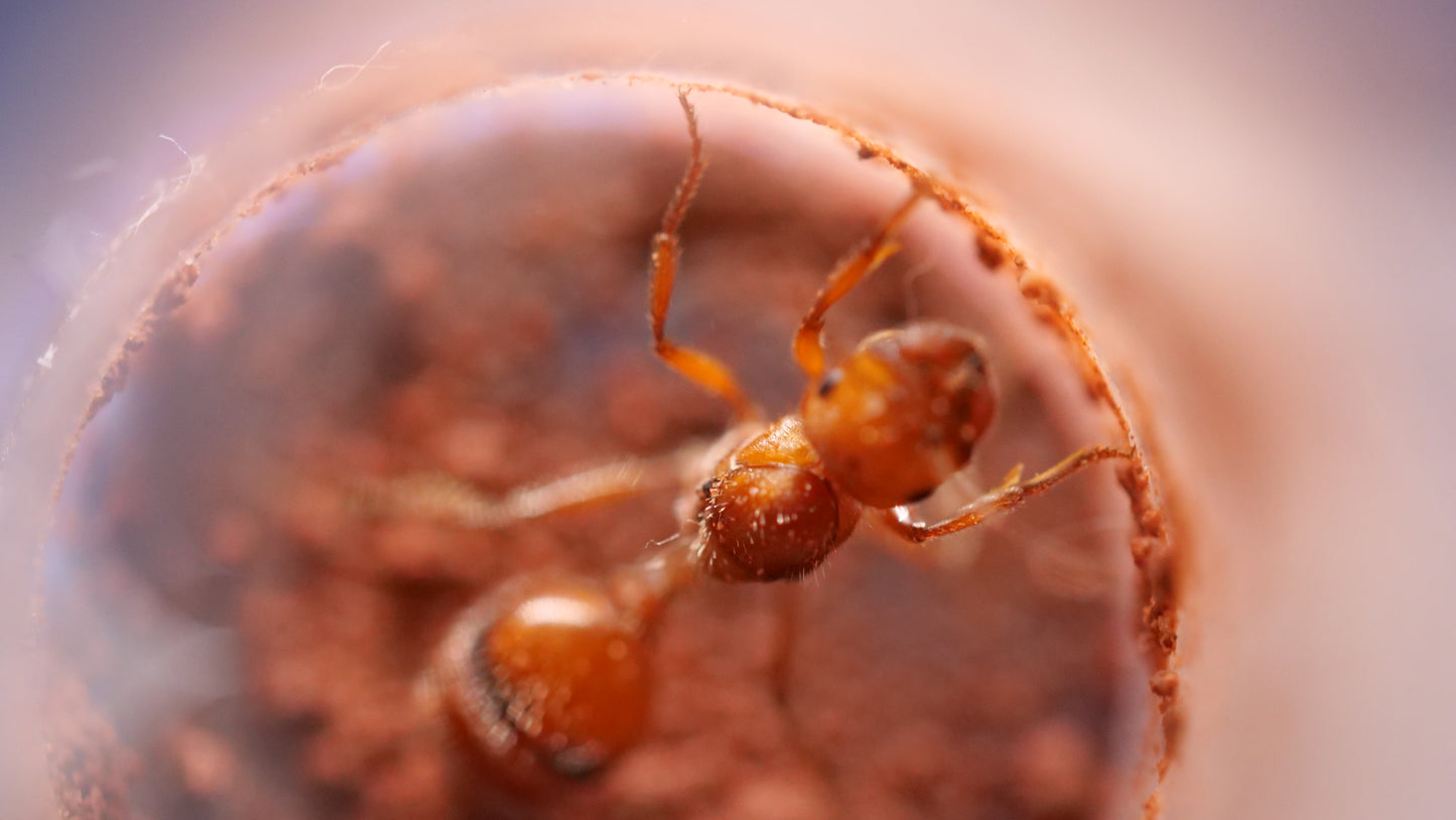 Maricopa harvester ant (Pogonomyrmex maricopa) — Royal Chamber Ants