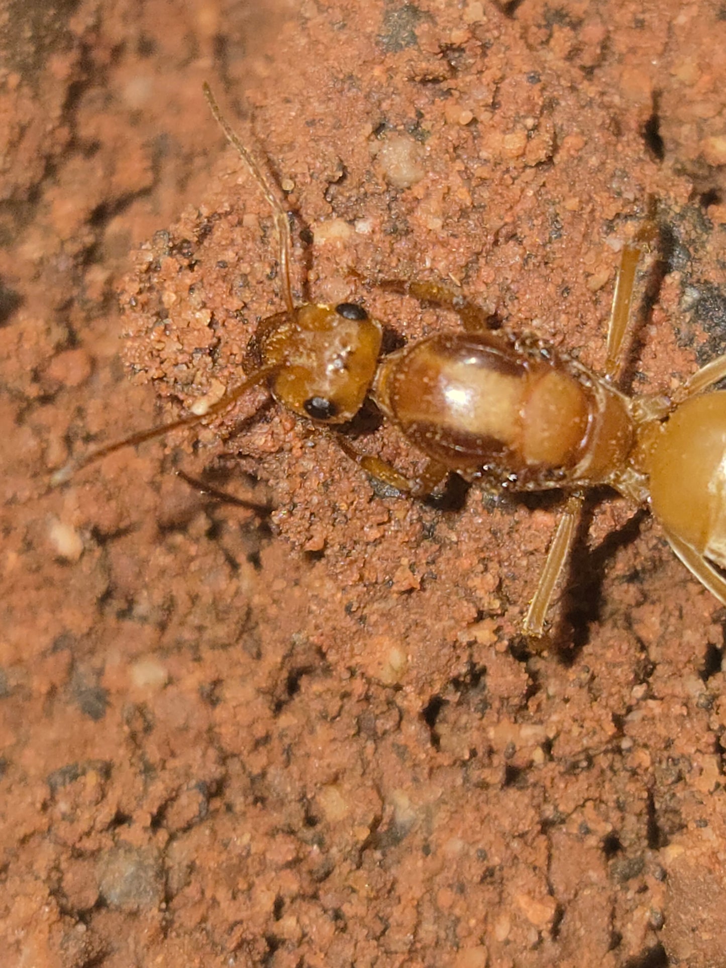Gold honeypot ant (Myrmecocystus mexicanus) queen — Royal Chamber Ants