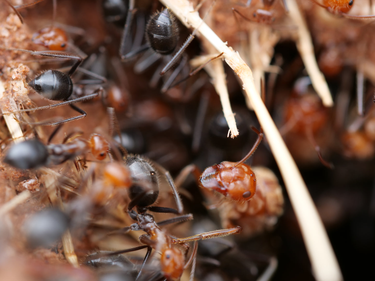 Myrmecocystus mendax (Polygynous Honeypot Ant)
