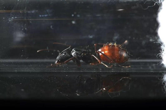 Camponotus CA02 Giant California carpenter ant queen — Royal Chamber Ants