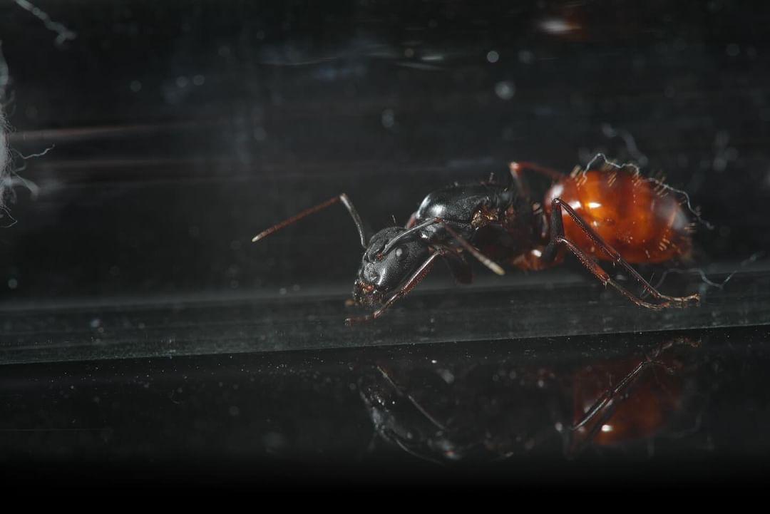 Giant California carpenter ant (Camponotus CA02) — Royal Chamber Ants