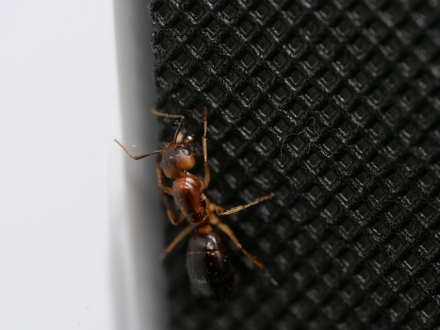 Camponotus pudorosus (Carpenter Ant)