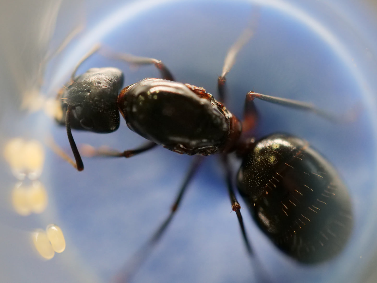 Camponotus vicinus — Black Morph