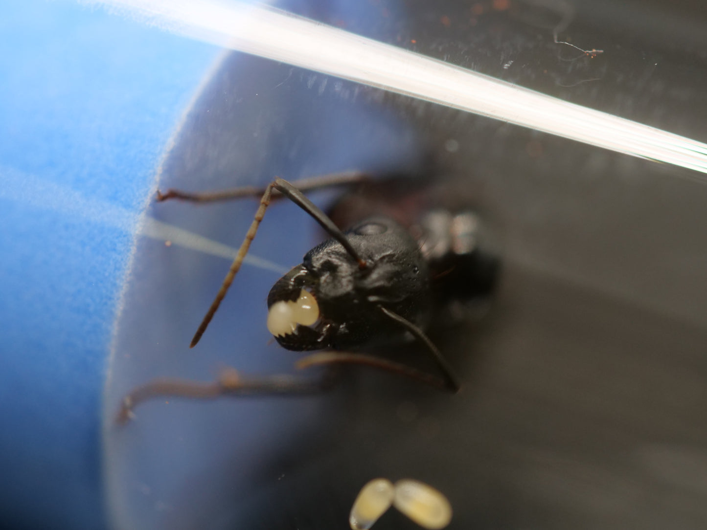 Camponotus vicinus — Black Morph