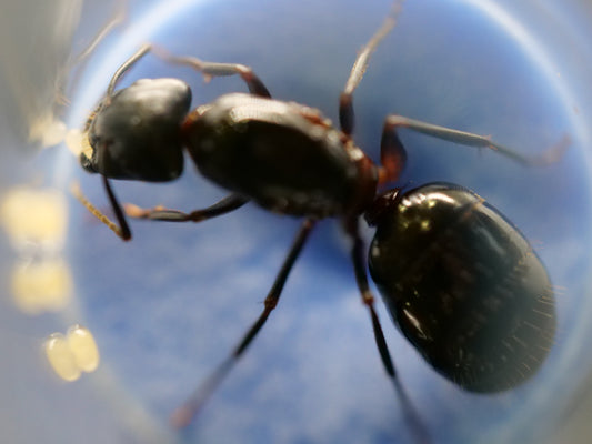 Camponotus vicinus — Black Morph