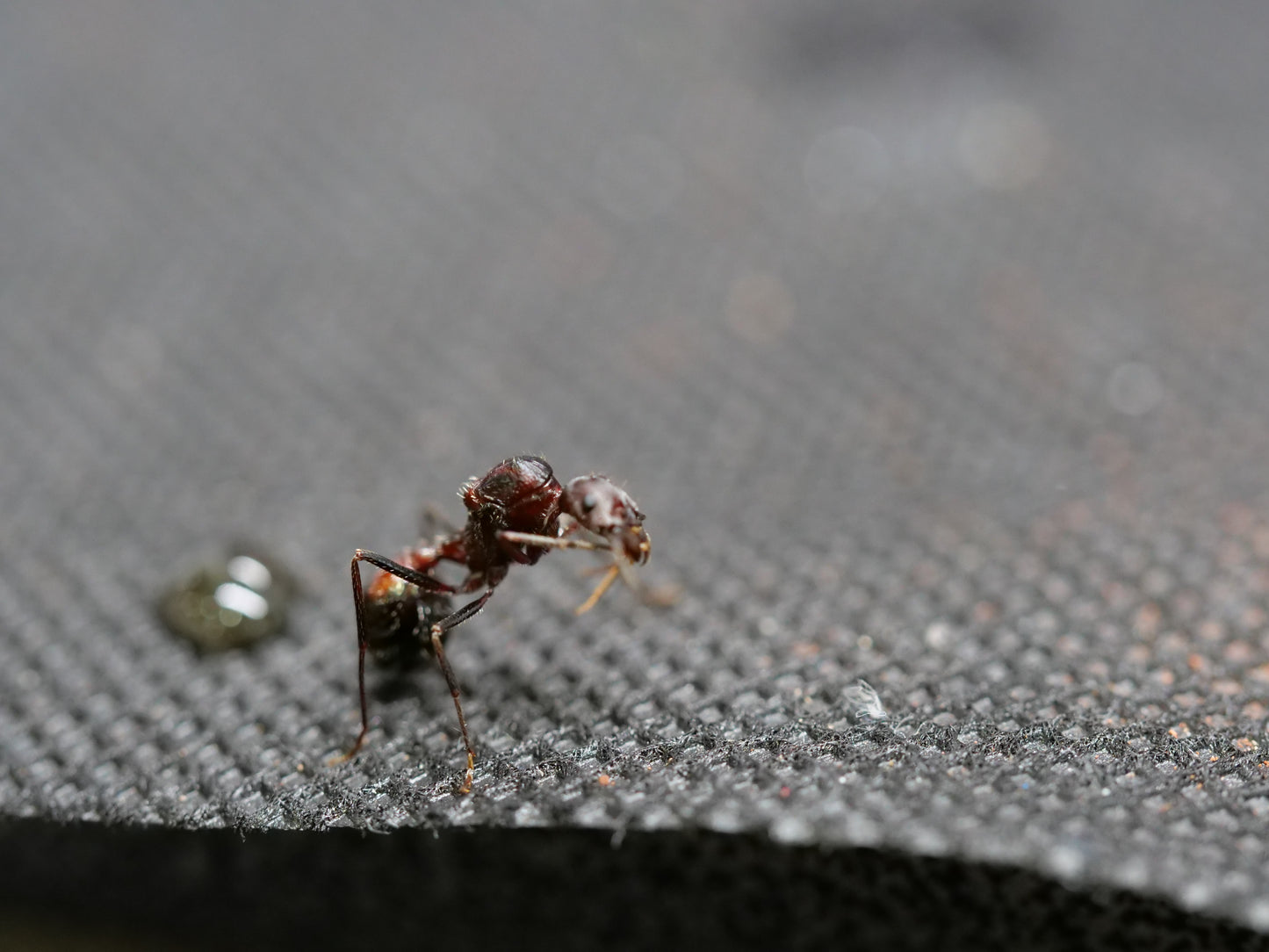 Novomessor cockerelli (Long-Legged Desert Ant)