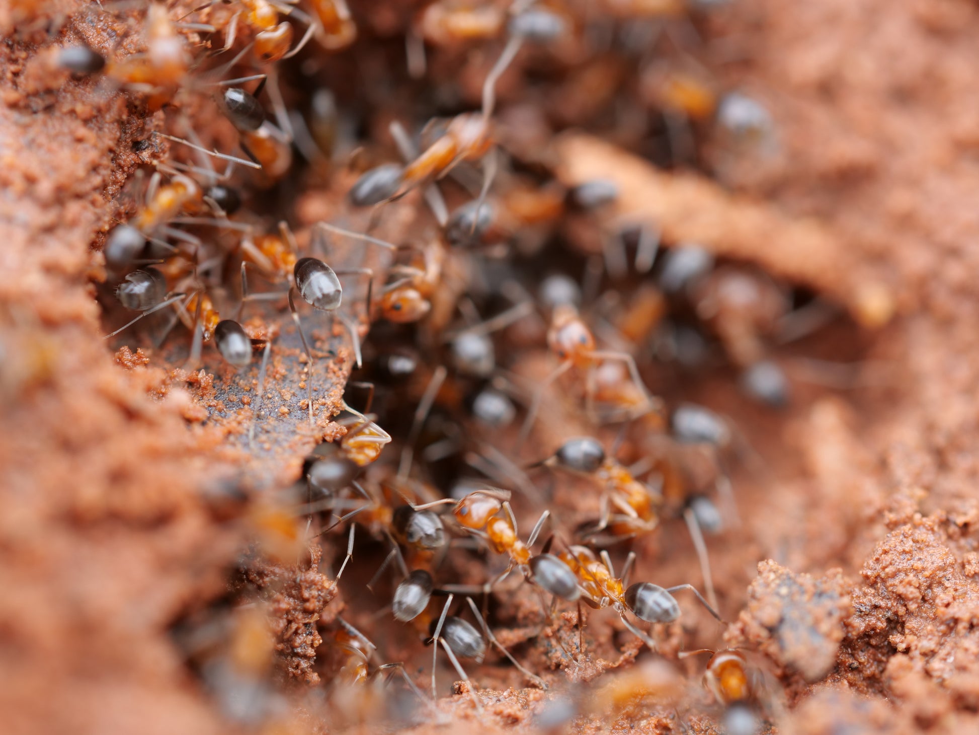 A close-up macro shot of many ants crawling over reddish-brown soil or compost.