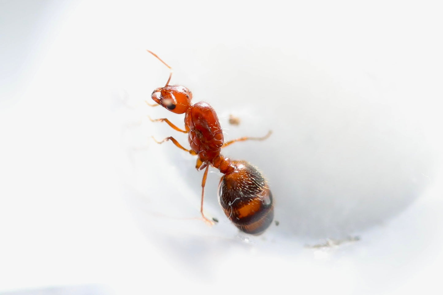 Solenopsis xyloni (Southern Fire Ant)