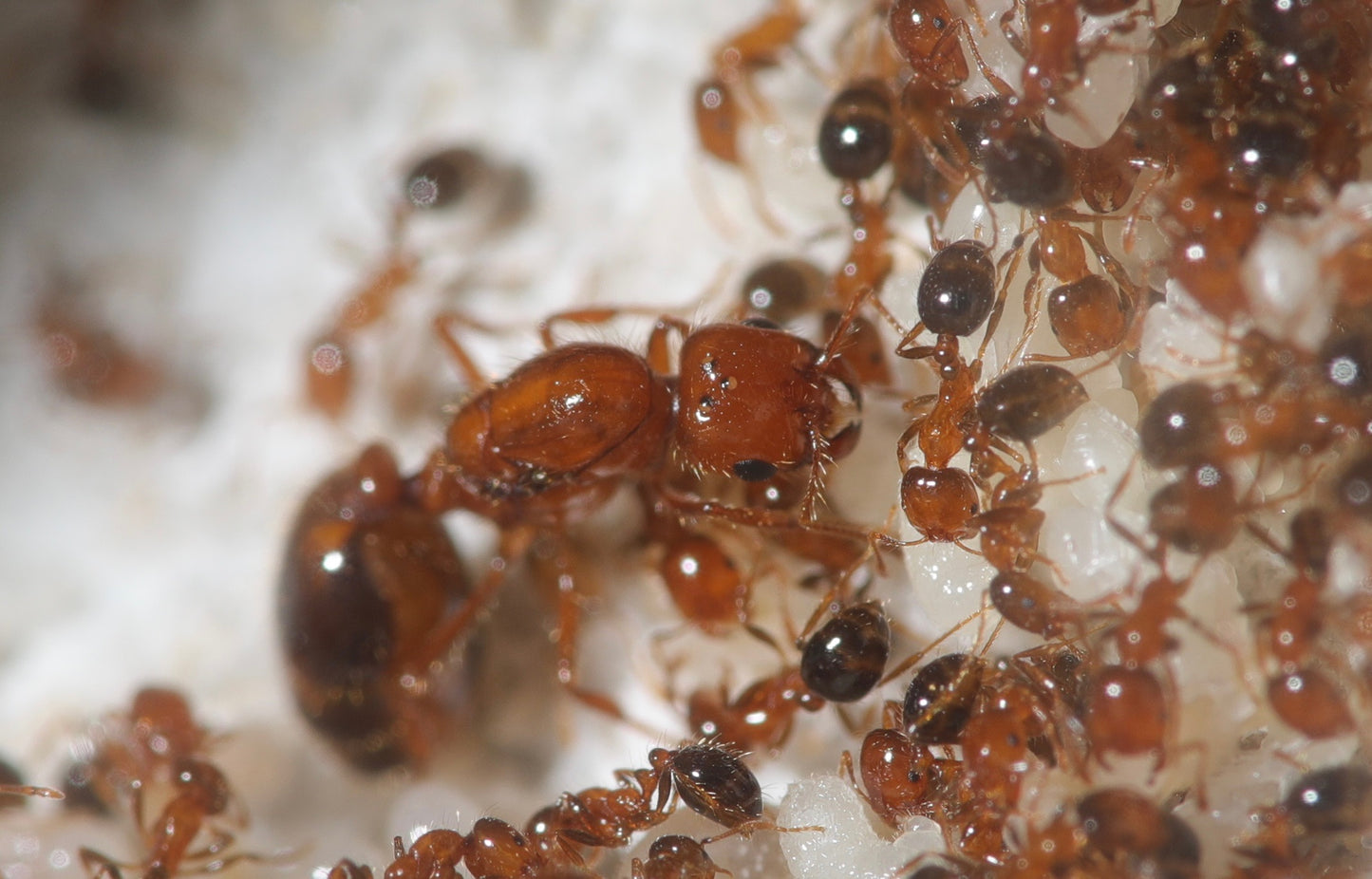 Solenopsis xyloni (Southern Fire Ant)