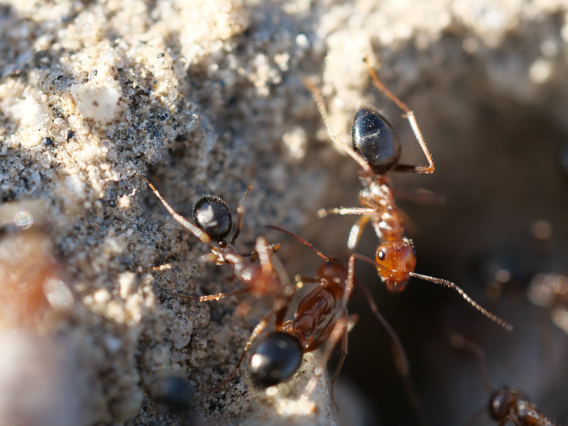 Close-up macro shot of several ants on sandy soil, with one ant in sharp focus and others softly blurred in the background.