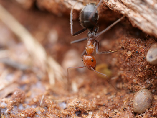 A close-up macro shot of a black and orange myrmecocystus mendax worker crawling on reddish-brown soil near a piece of wood.
