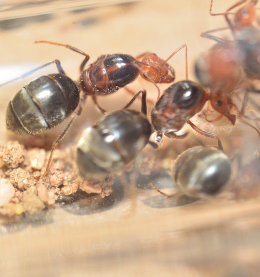 Myrmecocystus semirufus honeypot ant queen — Royal Chamber Ants
