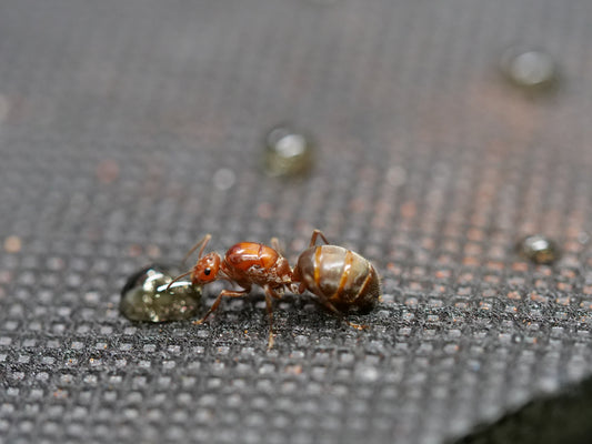 Myrmecocystus mimicus