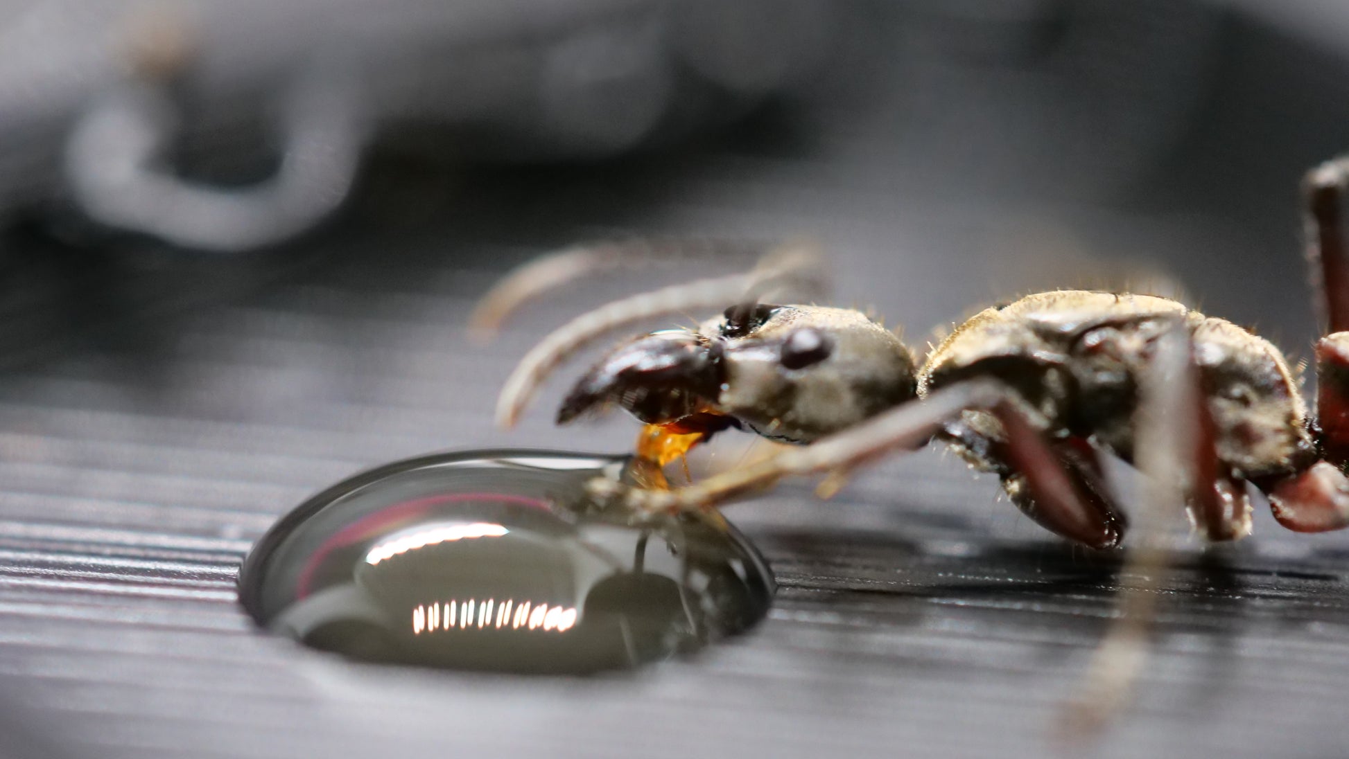 Neoponera villosa drinking nectar - Royal Chamber ants