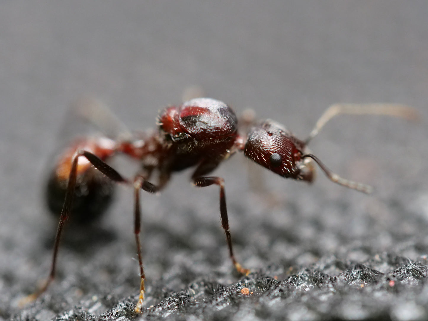 Novomessor cockerelli (Long-Legged Desert Ant)