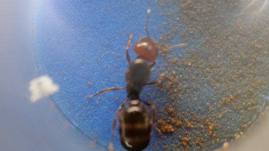 Pheidole xerophila desert big-headed ant queen — Royal Chamber Ants