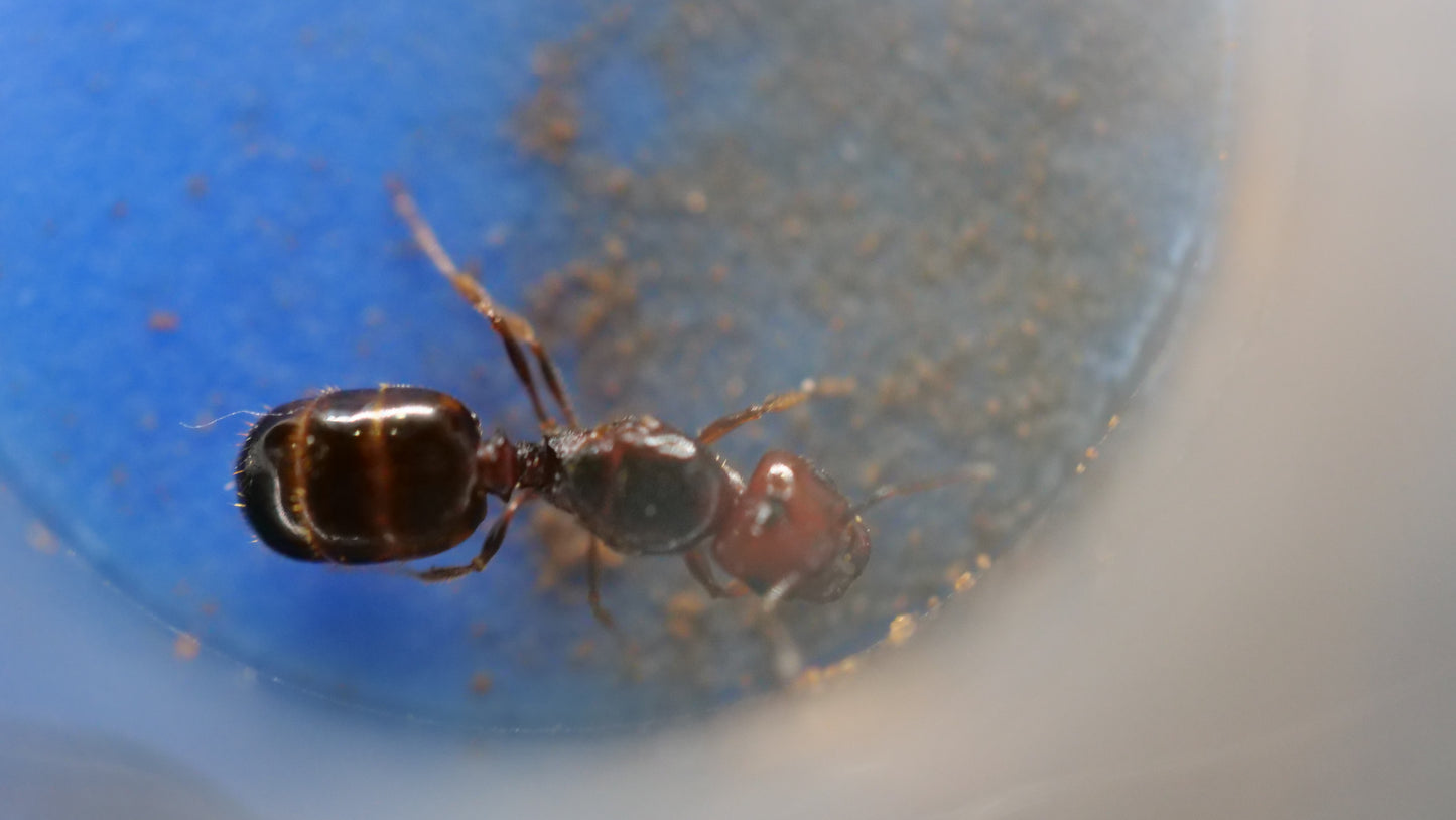 Pheidole xerophila (Desert Big-Headed Ant)