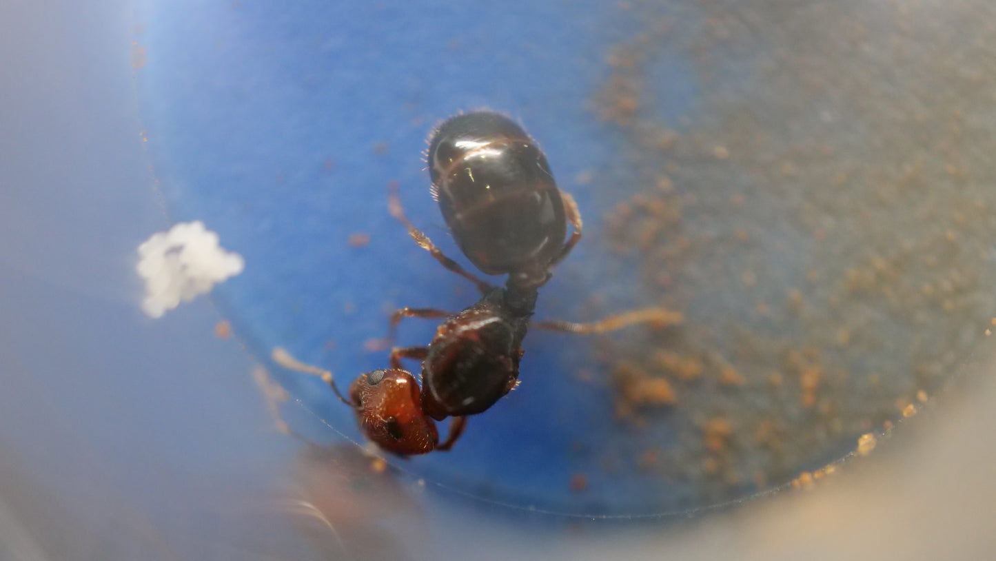 Pheidole xerophila (Desert Big-Headed Ant)