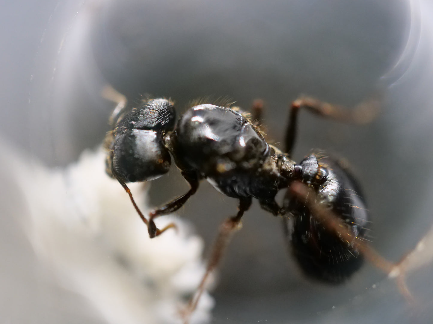 Pheidole rhea desert big-headed ant major and queen — Royal Chamber Ants