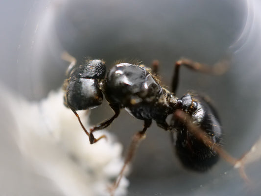 Pheidole rhea desert big-headed ant major and queen — Royal Chamber Ants