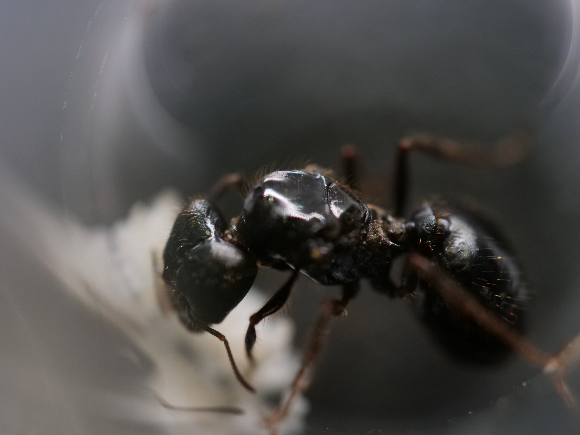 Desert big-headed ant (Pheidole rhea) major worker — Royal Chamber Ants