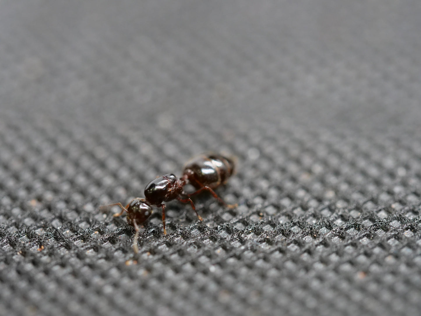 Crematogaster sp. — Black (Acrobat Ant)