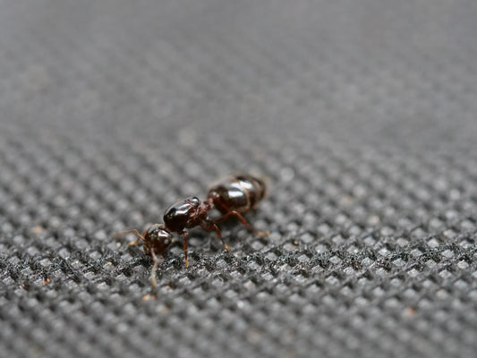 Crematogaster sp. — Black (Acrobat Ant)