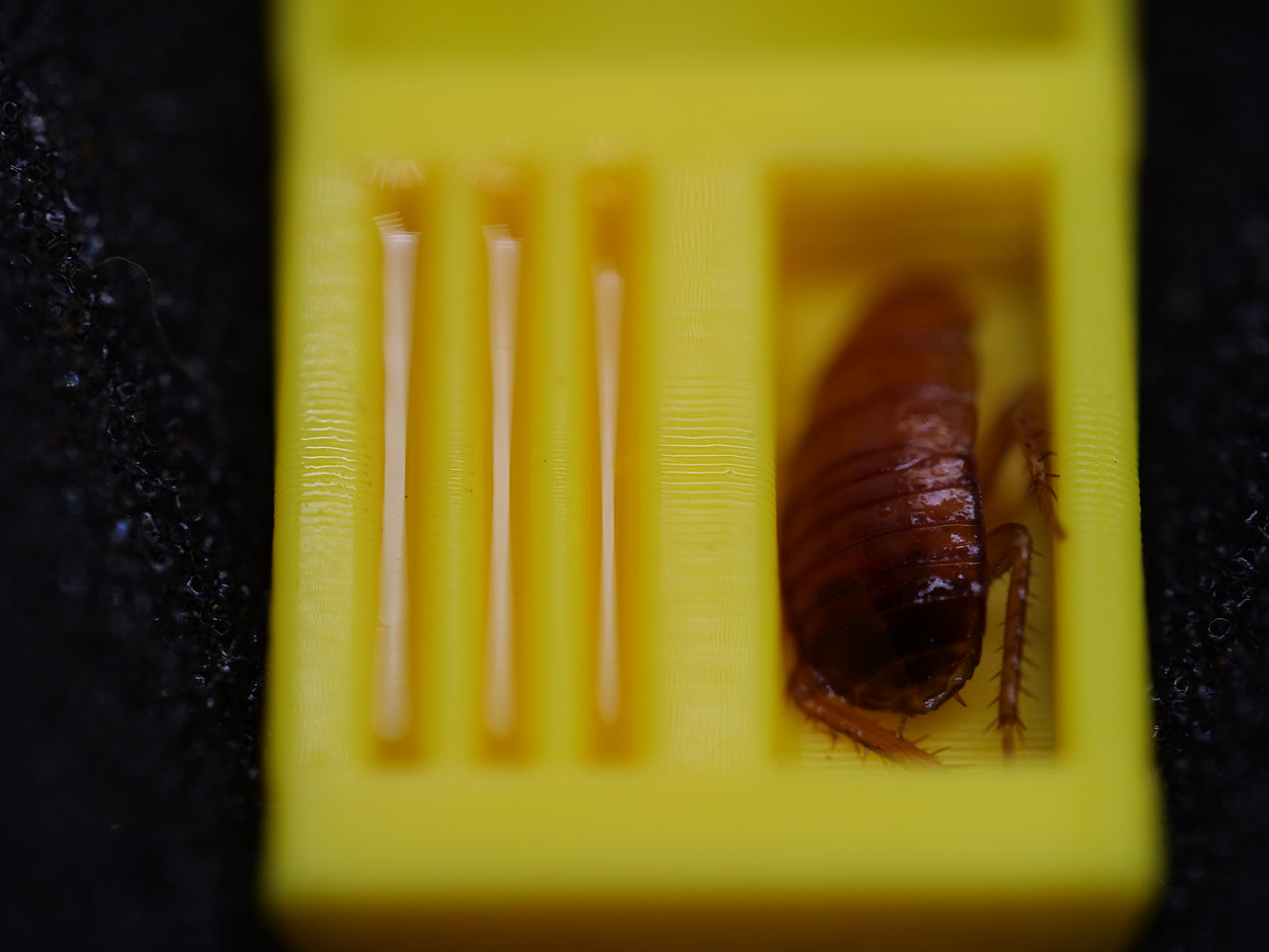 Test Tube Feeders — 3D Printed, 3 Pack