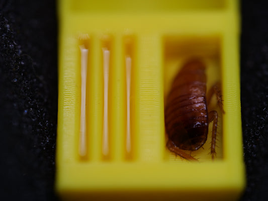 Test Tube Feeders — 3D Printed, 3 Pack
