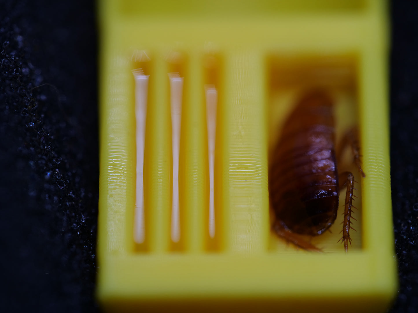 Test Tube Feeders — 3D Printed, 3 Pack