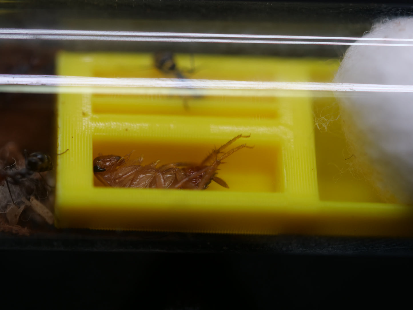 Test Tube Feeders — 3D Printed, 3 Pack