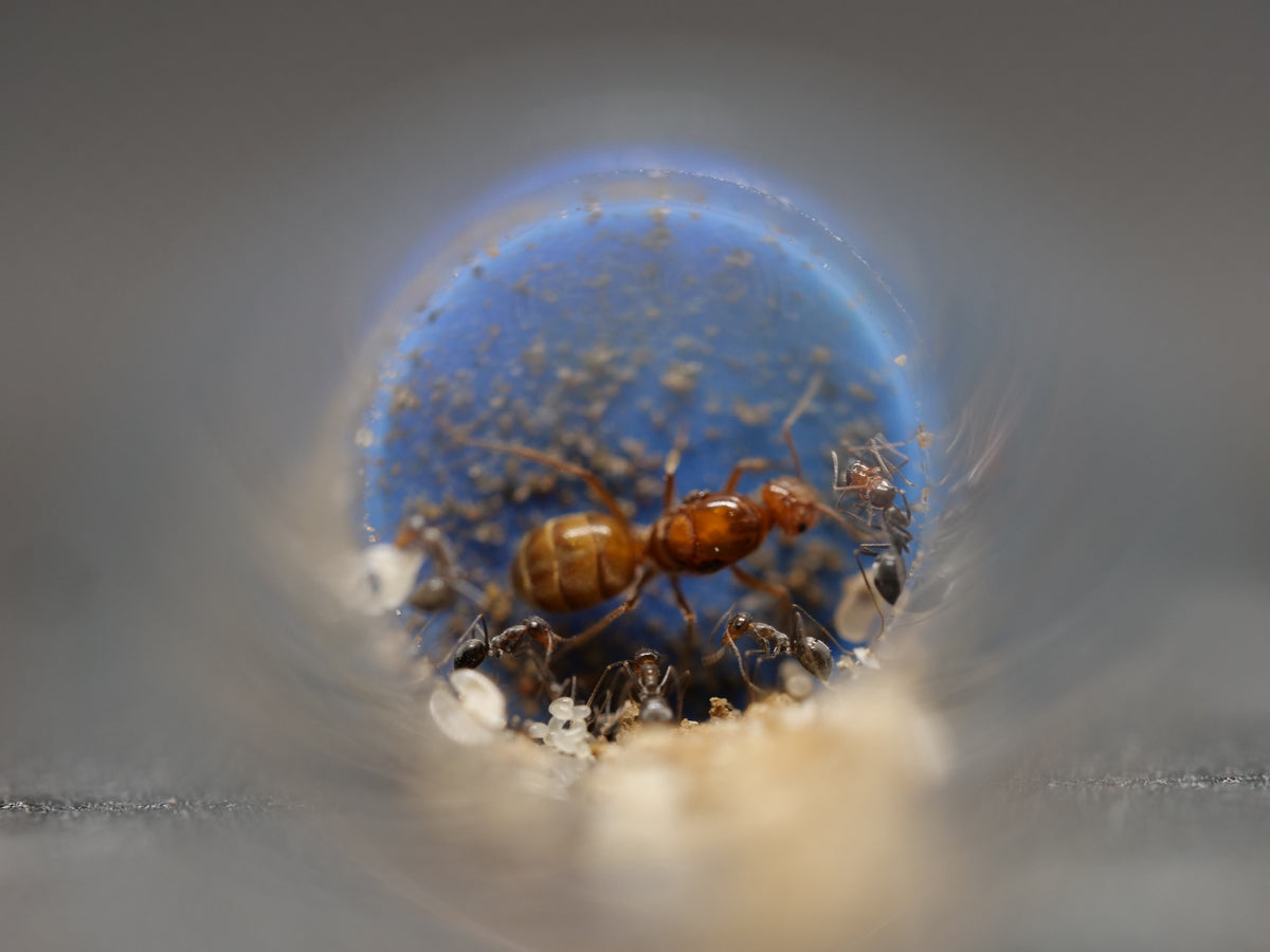 Myrmecocystus romanei, Starter Colony (5 to 10 Workers) - Royal Chamber Ants