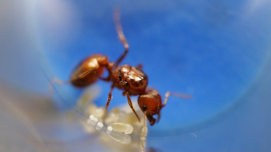 Pheidole ant guarding brood and larvae - Royal Chamber Ants