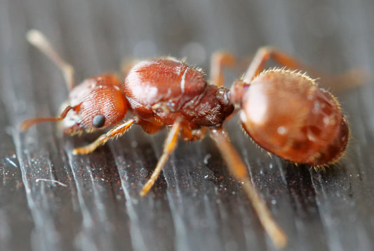 Pheidole titanis founding queen 
