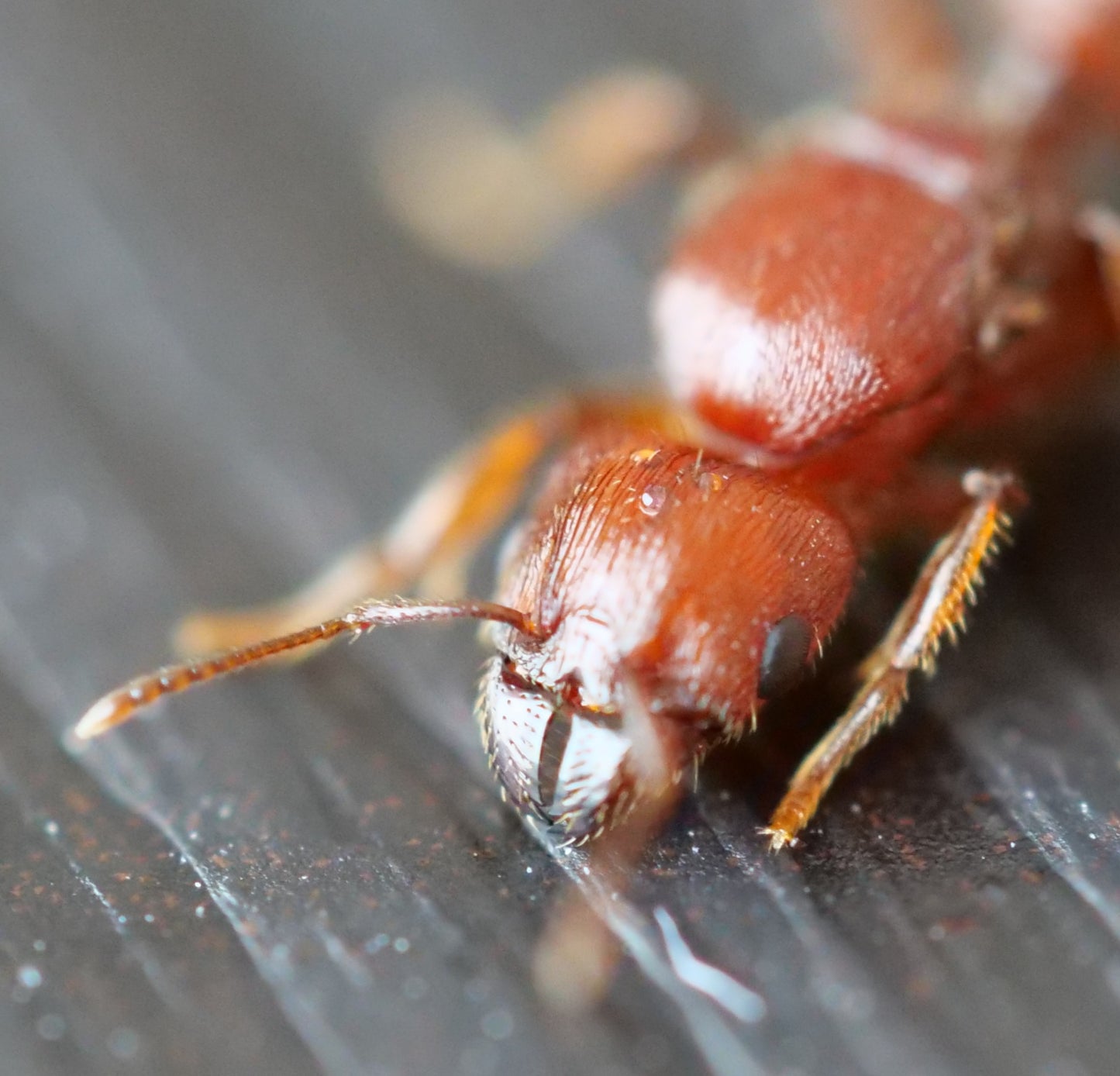Pheidole titanis queen