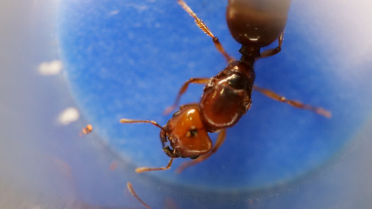 Founding queen pheidole militicida