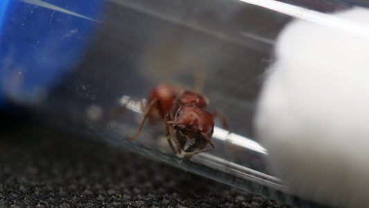 Pogonomyrmex badius (Florida Harvester Ant)