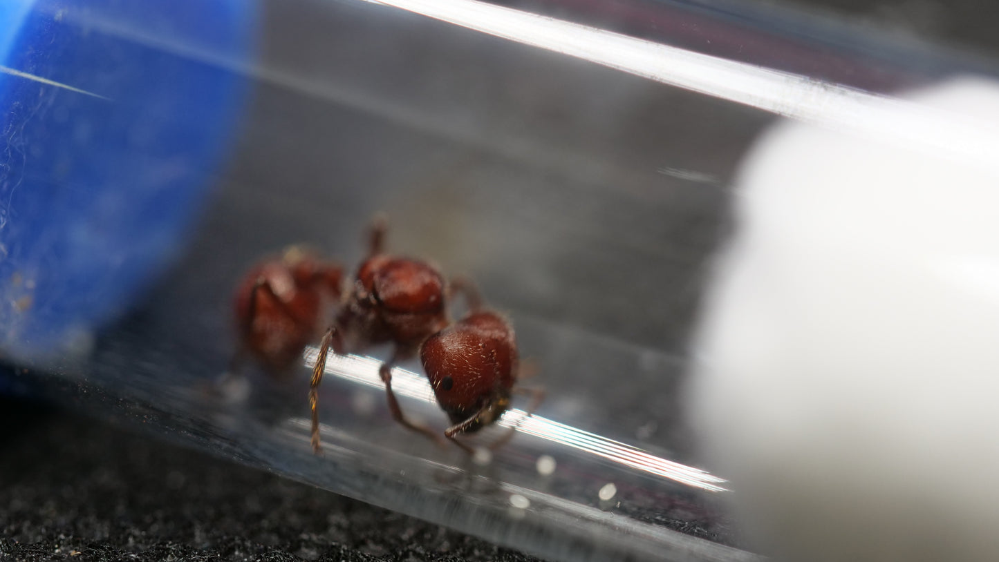 Pogonomyrmex badius (Florida Harvester Ant)