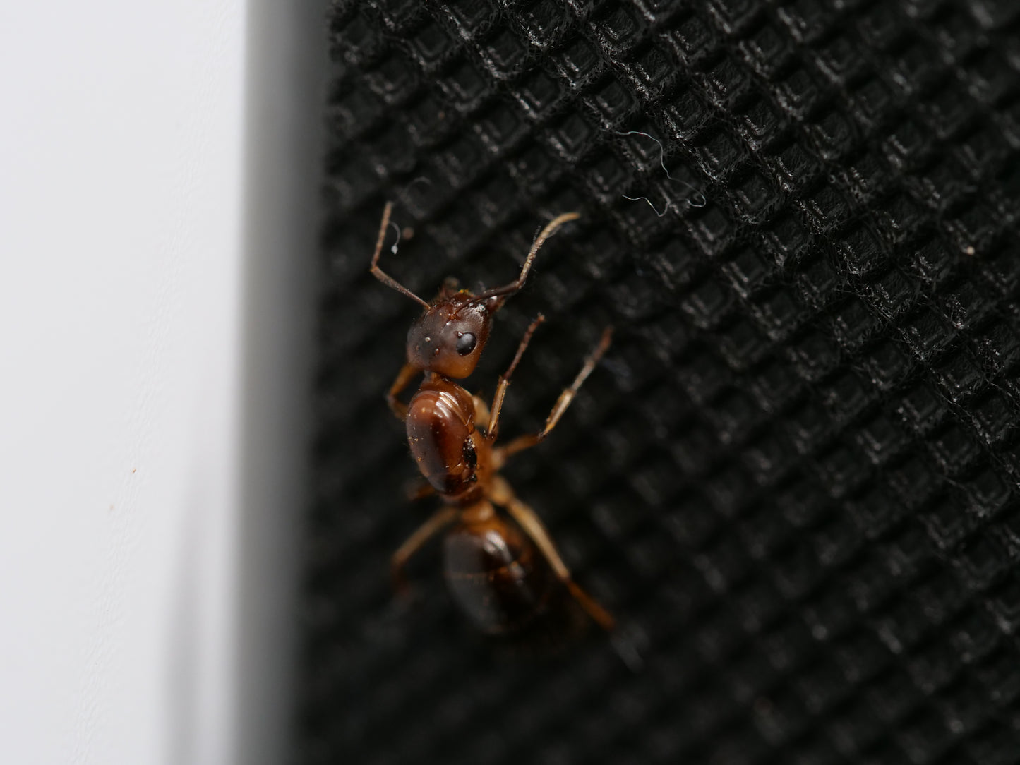 Camponotus pudorosus (Carpenter Ant)