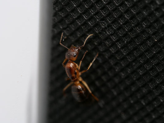 Camponotus pudorosus (Carpenter Ant)
