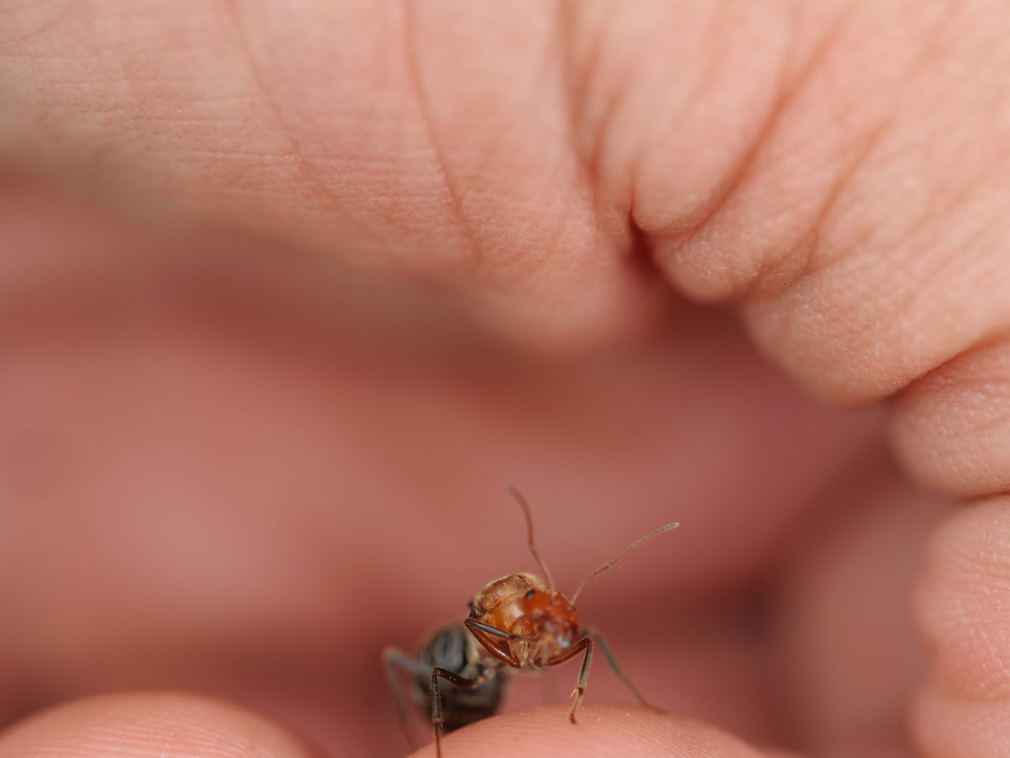 Myrmecocystus mendax (Polygynous Honeypot Ant)