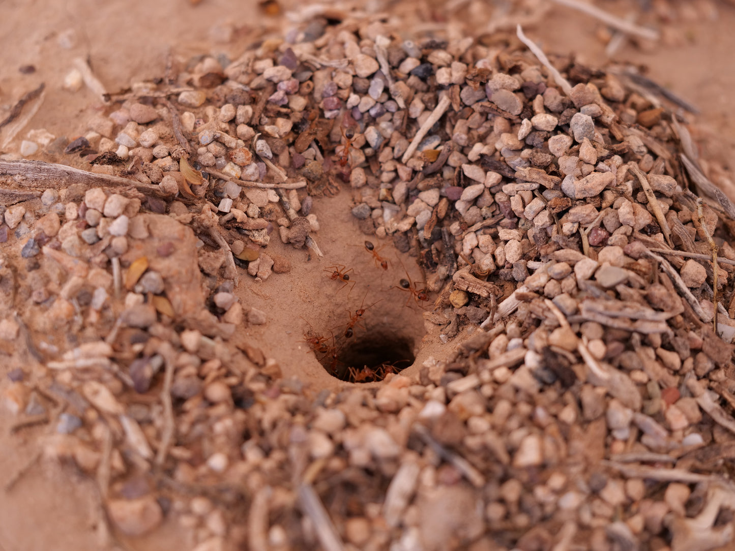 Arizona bicolor gold honeypot ant (Myrmecocystus mexicanus) — Royal Chamber Ants