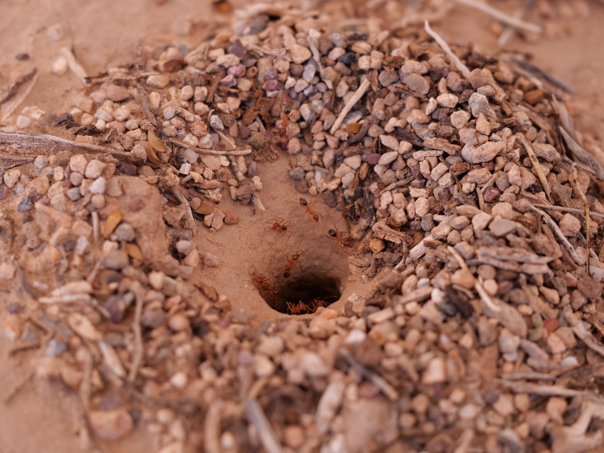 Arizona bicolor gold honeypot ant (Myrmecocystus mexicanus) — Royal Chamber Ants