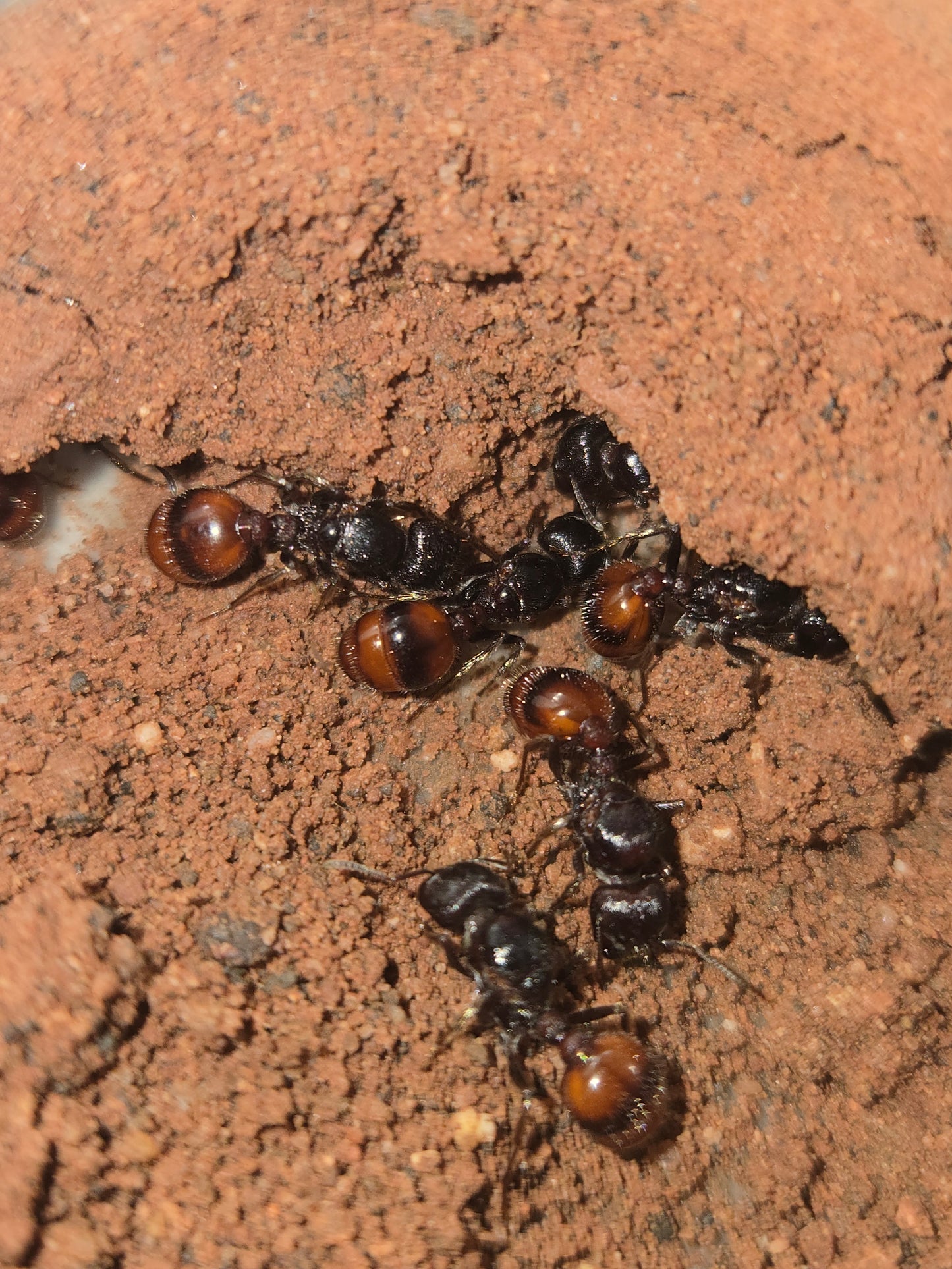 Pogonomyrmex rugosus rough harvester ant — Royal Chamber Ants